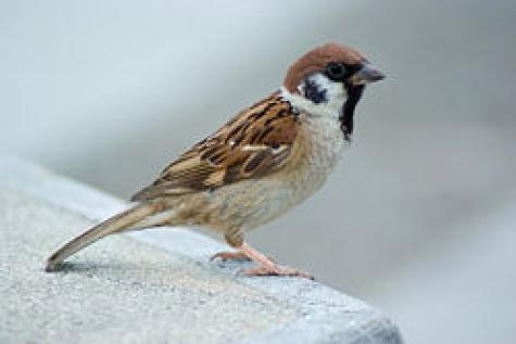 鳥になりたい。