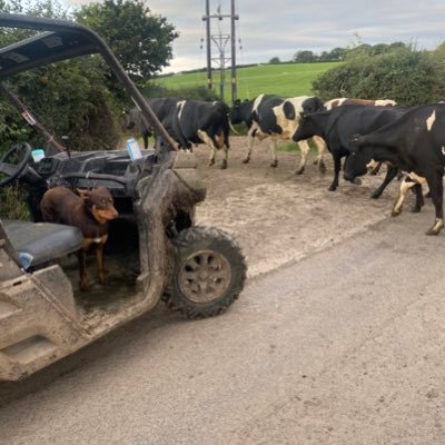 turning Grass into Milk 🐄