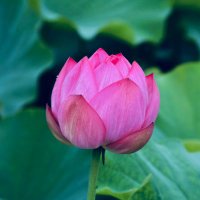 芋仁🍀🕊️ (@imo_gine) 's Twitter Profile