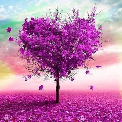 hafsa_ie's profile picture. Software✨