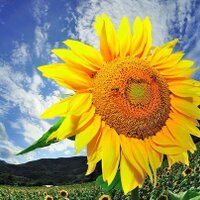 차에 관한 나의 생각 (@sumin_tt) 's Twitter Profile