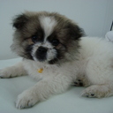 Becky Chan - @becky_chan29 - Twitter