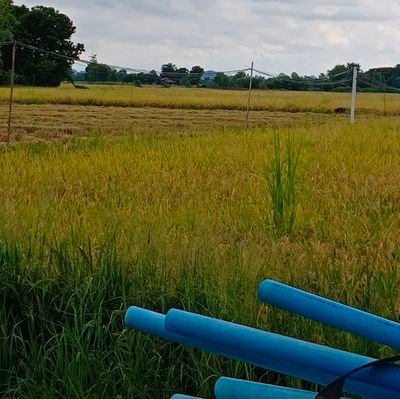 P3P65896703's profile picture. ....