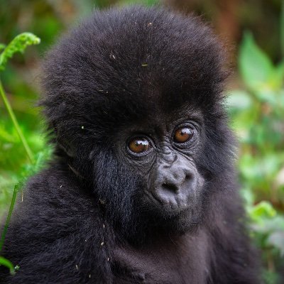 Home to Rwanda's majestic mountain gorillas and once in a lifetime experiences.