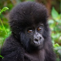 Volcanoes Park (@volcanoespark) 's Twitter Profile