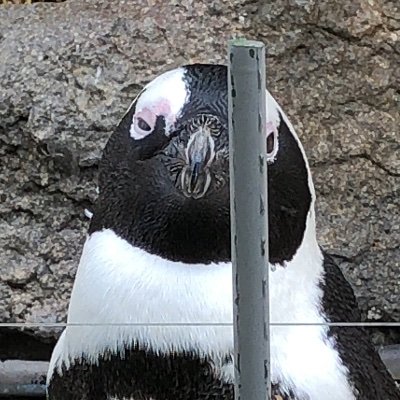 せさみさんのプロフィール画像