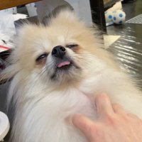 犬bot (@lazycrazy9724) 's Twitter Profile