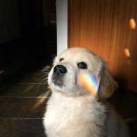 Pavlov’un köpeği(@un_pavlov) 's Twitter Profile Photo
