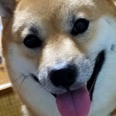 ２０１７年１１月４日生まれの女の子の柴犬ひなさん飼ってます。ひなさんは宮城県登米市出身です。
柴犬さんやわんこさんに無言フォロー失礼致します。