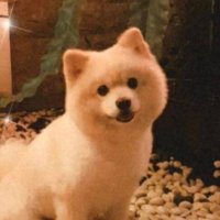 NOOB DOGGIE (@henrychai_11) 's Twitter Profile Photo