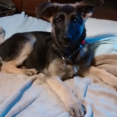 Like most dogs better than most people.
Gun owner, but no member of the thieving NRA.
No maga or Q-Tards.
Steelers/Pens🐦
Trump can eat shit.