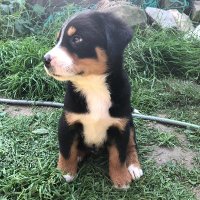 DoomDaey (@doomdaey) 's Twitter Profile