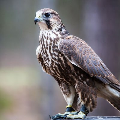 kogaiondacia's profile picture. Kogaion