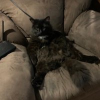 Yeti (@yetee_) 's Twitter Profile