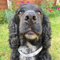 Maria Houghton (@mazh2012) 's Twitter Profile