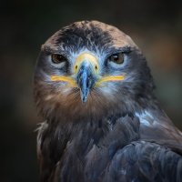 speakbigtruth (@speakbigtruth1) 's Twitter Profile