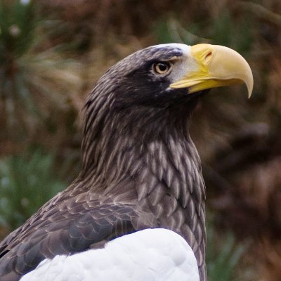 Kodiak the stellar Steller's Sea Eagle