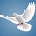 Peace ❤️ Memecoin (@akinjuleruno) Twitter profile photo Peace ❤️ Memecoin (@akinjuleruno) Twitter profile photo
