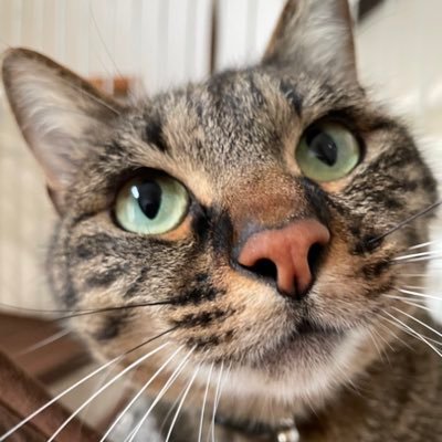 #休日あさてと(日.祝) 開催してます。 にゃんず2号 🐈⬛🐾໊ 🐱🐱&🐶 ◈三半規管よわよわ隊◈ しばらく 気ままにつぶやき隊(*ΦωΦ)