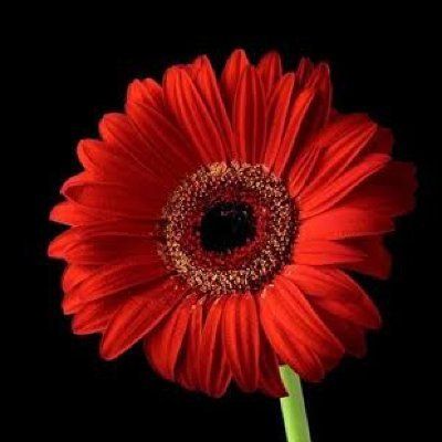 rock8roll8's profile picture. kink . rock. anti mainstream