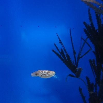 アイコンは小さいイカ。【怪獣ツアー7/4、8/26✨】サカナクション大好き♡NFmember深海の民🐟️初ライブは2024.turn初日。魚民さんと仲良くなりたいです😌無言フォロー失礼します😌絵本の読み聞かせしてます📕 Instagram→nogchan_0907