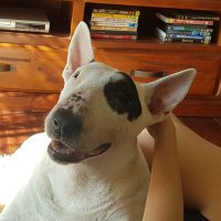 Dan (@dan85220270) 's Twitter Profile