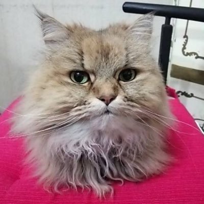 定年退職後は大好きなバイクで房総半島を楽しんでます。ツ一リングにはボルト、林道にはセロ一、近場にはクロスカブ、と用途に応じ乗り分けてます。
