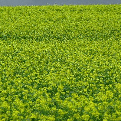 c_bedsore's profile picture. 在宅介護経験者（徘徊あり）
おじさんです。日々楽しく生きるネタを考える。
犬、猫好き。よろしくお願いします。