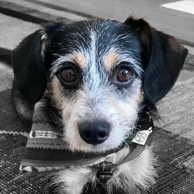 Artist, vet tech, friend to critters, lib, pro-democracy, feminist, reader. BLM. Married. Impatient w/idiots #VOTE‼️NO DMs/SALES! NAFO. Backup. Sharp-tongued.