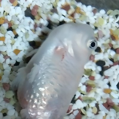 しげちよ日記さんのプロフィール画像