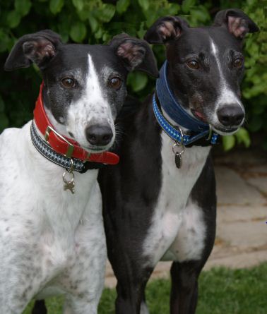 A grumpy, but lovely, retired ex-racing greyhound. Loves plotting and scheming, cat-watch, Silver Peacock goodies, Boss and sleeping.