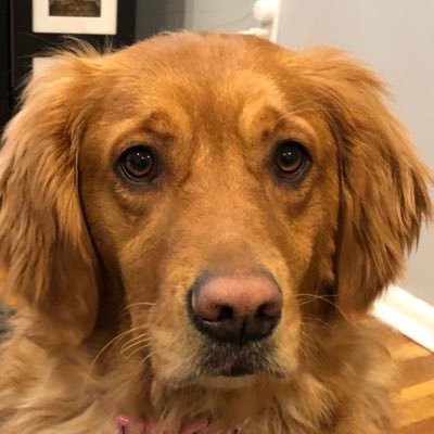SophiaTDog1's profile picture. 