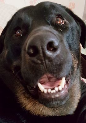 hi, I'm a big luvable Rottie Lab Bernese mix, i luvs eat,play, get scratches, make friends,music from squeak toys & more  @kel_lo2u is my human follow her too🐾