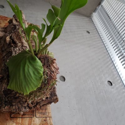 ◆植物 　◇アウトドア 　◆料理
僕のボタニカルライフを投稿していきます
ブログもやってますので、是非!!