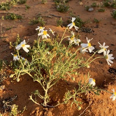 ahmad3232's profile picture. 