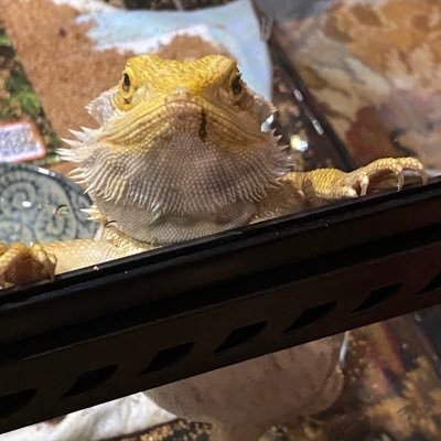 416CCARBINE's profile picture. ゲームと爬虫類好きのアホ