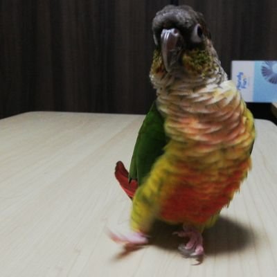 ウロコインコと文鳥と暮らしてます。
小鳥や小動物が大好きで、ハンドメイドやイラストを作成してます🐥 【グッズ販売→】SUZURI👕https://t.co/kW16RflM5I
LINE📲https://t.co/bP2OZizvBH