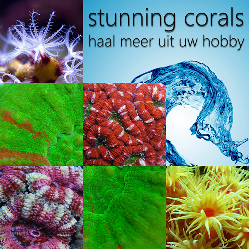 StunningCorals's profile picture. Zeeaquarium webwinkel met uitgebreid, uniek & innovatief assortiment