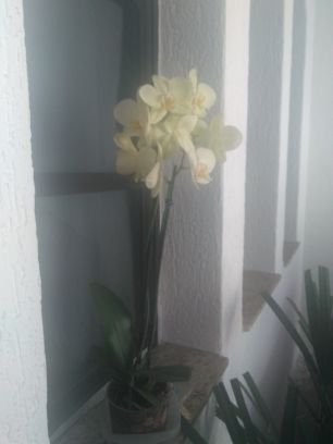 santos_italina's profile picture. Comentarista oficial de Realitys, TVs e tudo que é engraçado e interessante