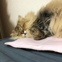 タカ (@g4kfuggq1dah1wm) 's Twitter Profile