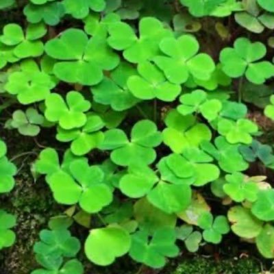 rhealucky1's profile picture. Hardworking