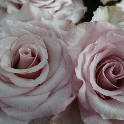 cachecache1418's profile picture. ニコレット