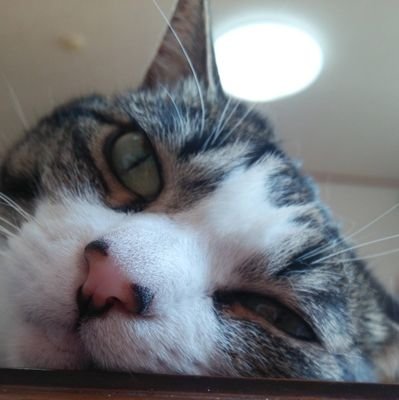 rockin2216's profile picture. 虎になれなかったお父さんたちへ