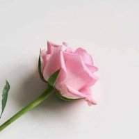 بـــوح الــورد 🌹 (@alward2020s) Twitter profile photo