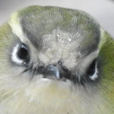 BobbysBirdDex Profile Picture