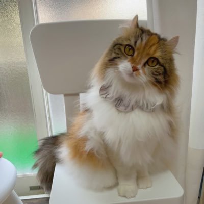 きなこ アメリカンカールの三毛猫 (@kinakomochi0105) / X
