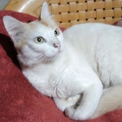 Please support my cat and subscribe my Meow Paws youtube channel.Thank you.