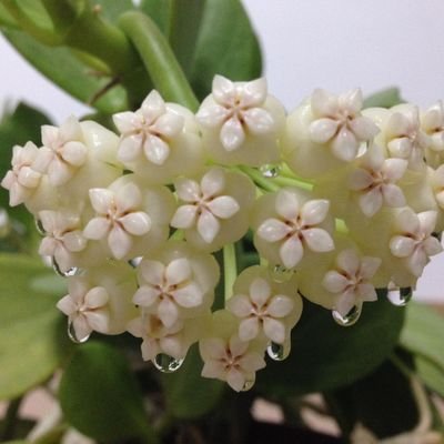 Sibeltaya's profile picture. 