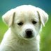 Funny Pets & Animals (@funnyandsocute) Twitter profile photo Funny Pets & Animals (@funnyandsocute) Twitter profile photo