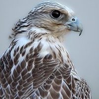 صقر الابيض (@u1_a1e) 's Twitter Profile